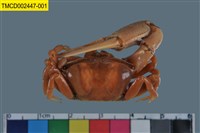 藏品(北方丑招潮蟹)的圖片